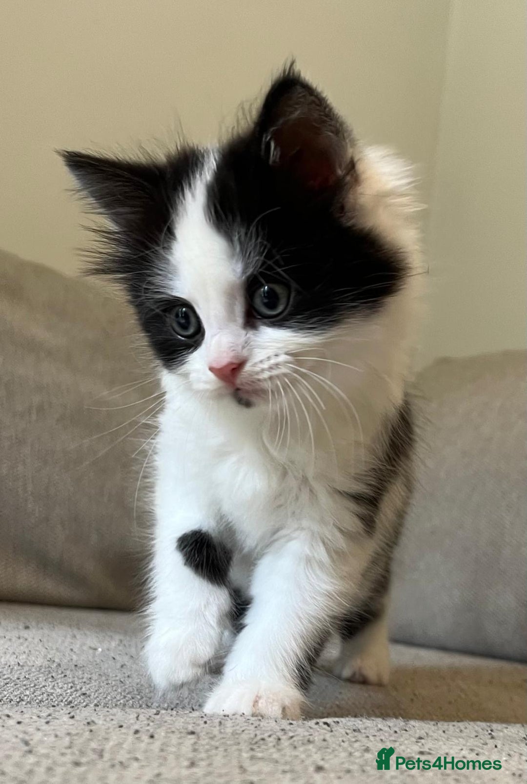 Mixed Breed cats for sale: Gorgeous half Persian fluffy Kittens  - Image 6