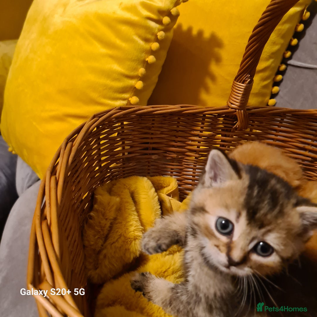 Scottish Fold cats for sale: Scottish fold looking for forever home - Image 17