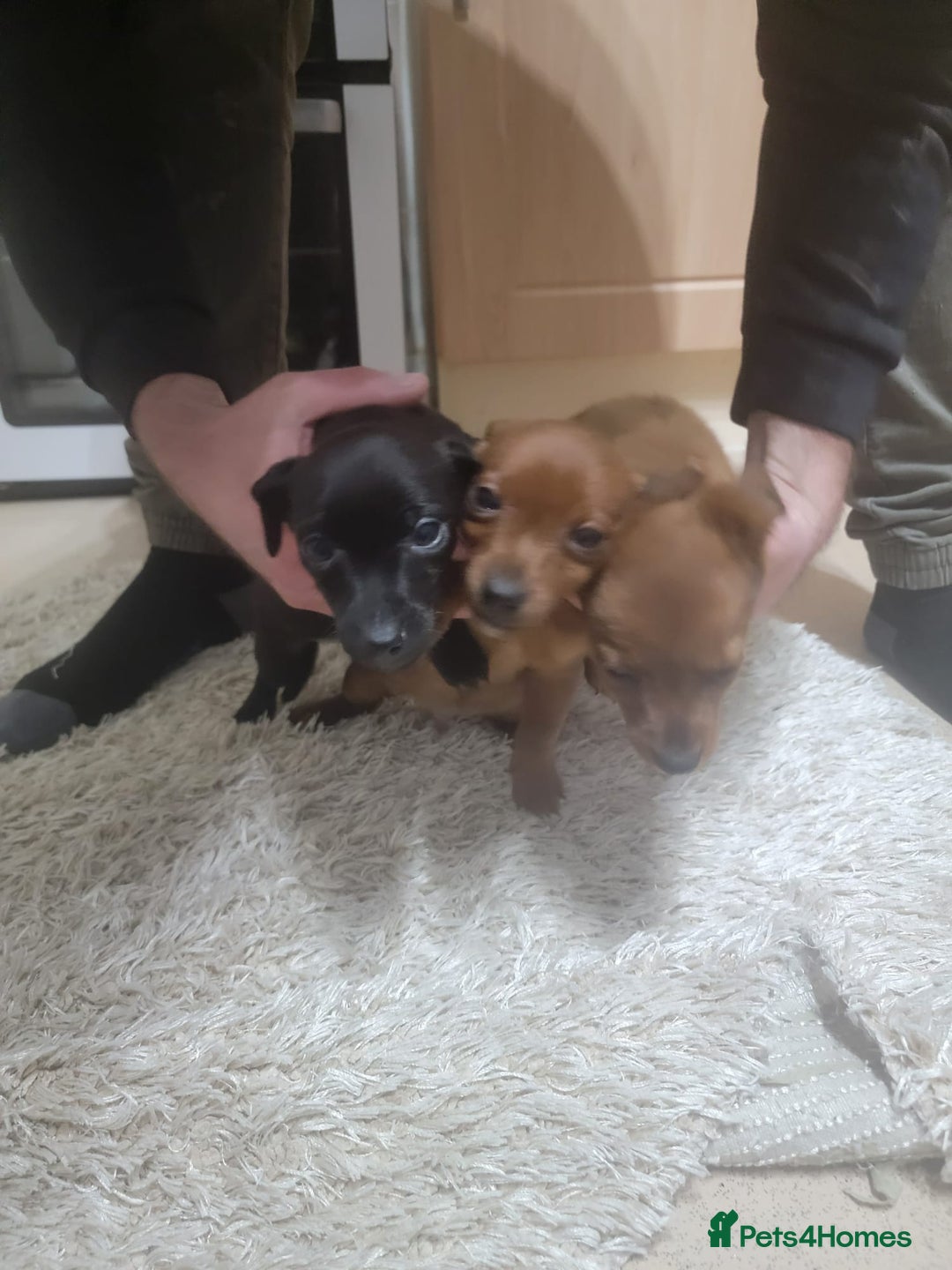 Jack Russell dogs for sale: Jack Russel  - Advert 5