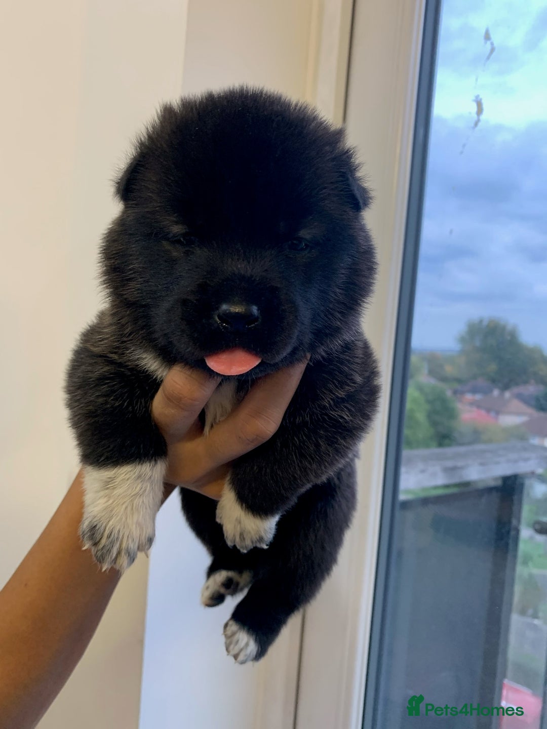 Akita dogs for sale: Akita puppies  - Image 4