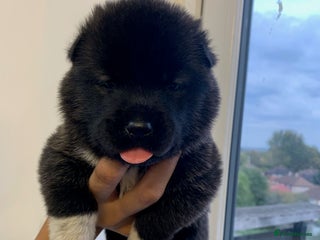 Akita dogs - Advert 3