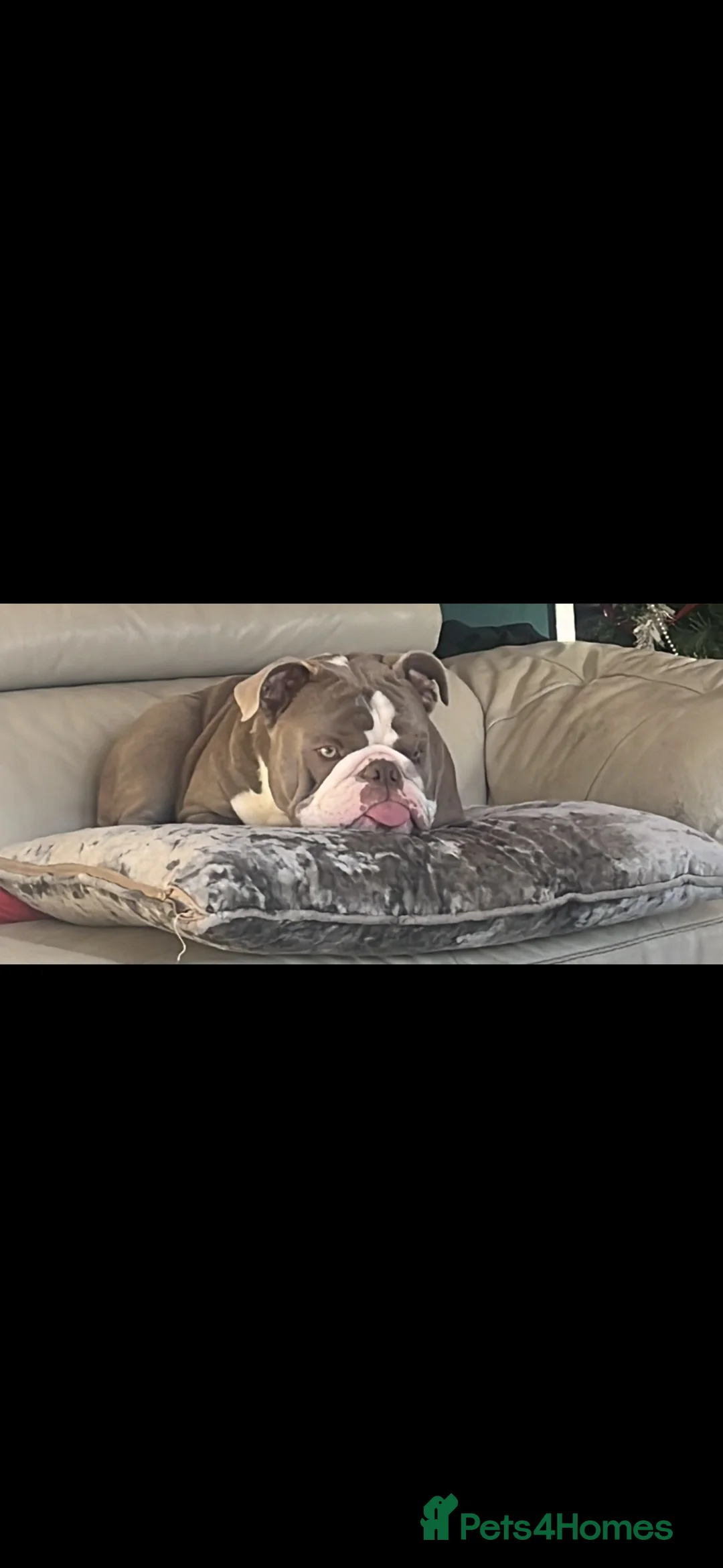 English Bulldog dogs for sale: Male British English bulldog  - Advert 2