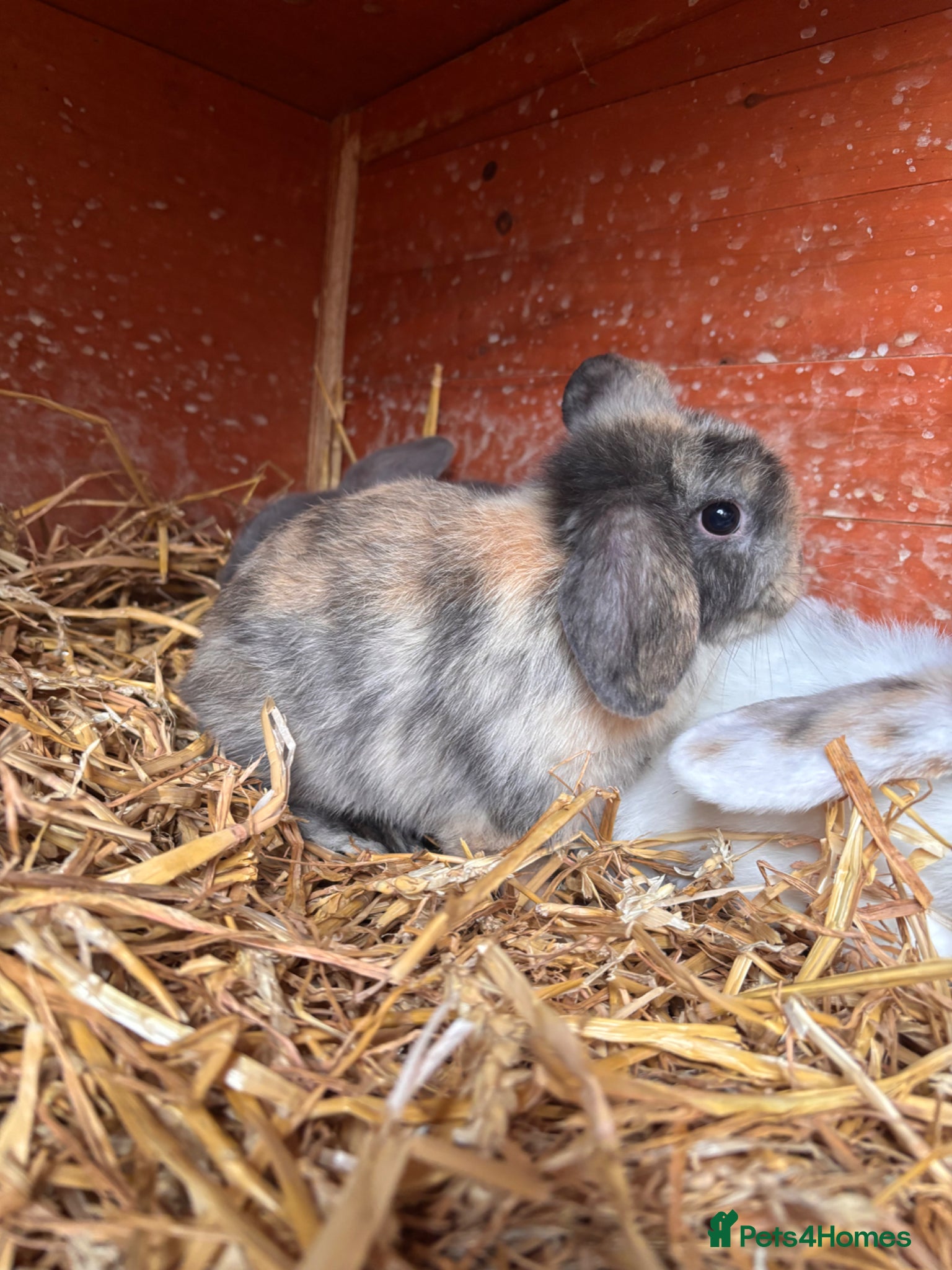 Mini Lop rabbits for sale: 2 beautiful baby’s rabbits for sale  - Advert 1