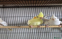 Cockatiels birds for sale: Young aviary Bred cockatiel  - Image 4
