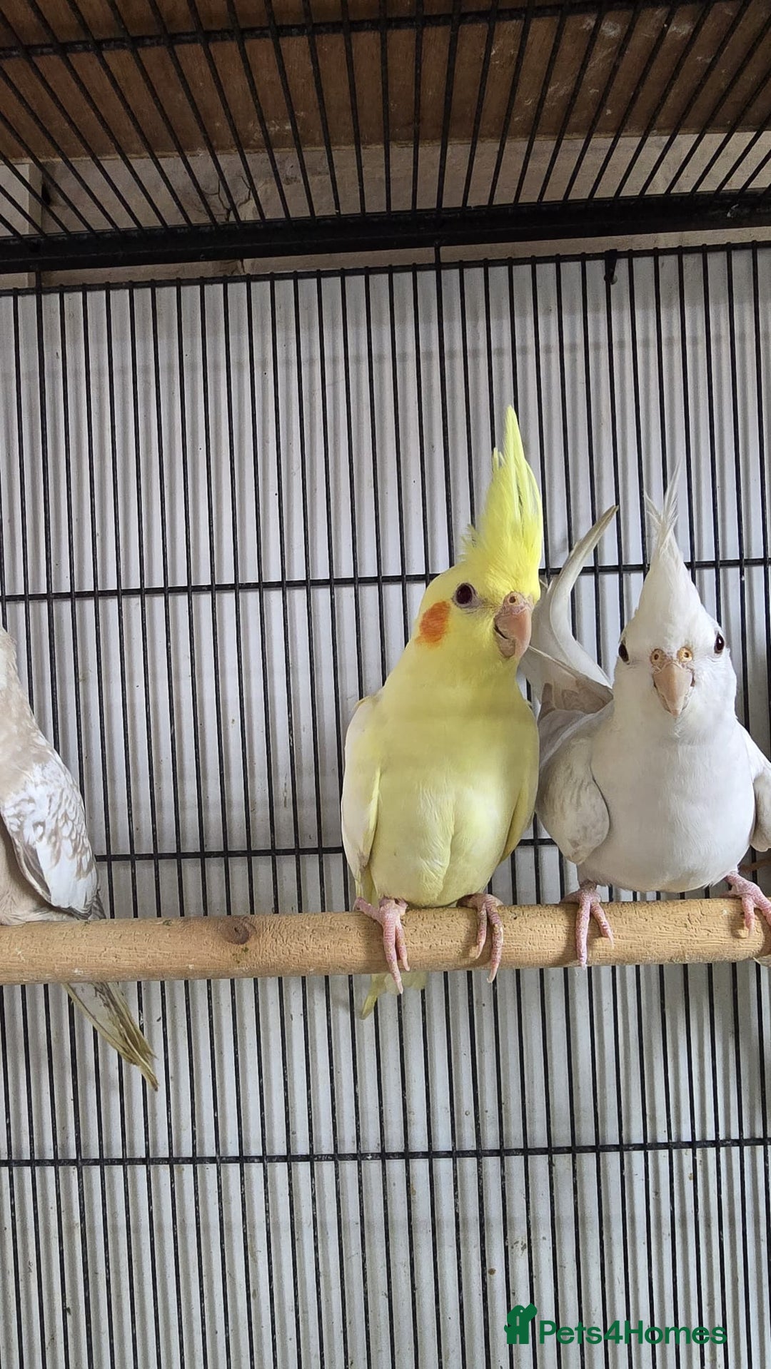 Cockatiels birds for sale: Young aviary Bred cockatiel  - Image 4