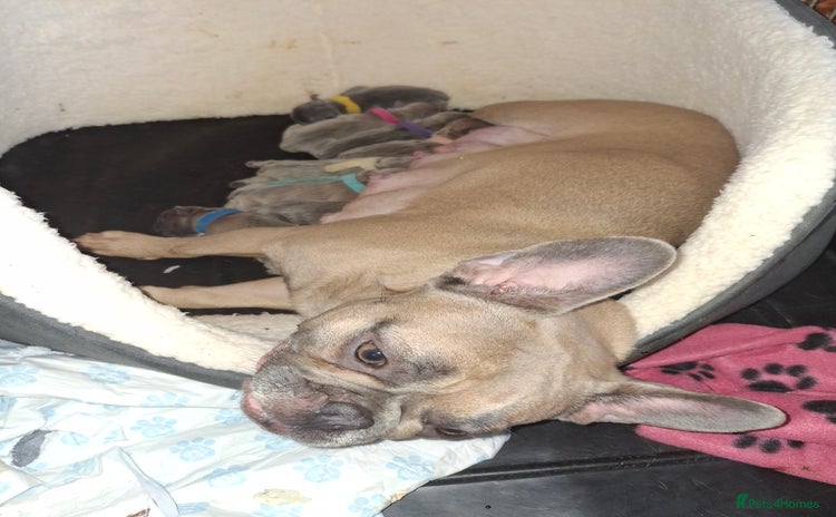 French Bulldog dogs - Advert 2