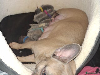 French Bulldog dogs - Advert 20