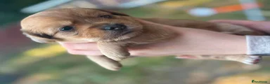 Mixed Breed 3