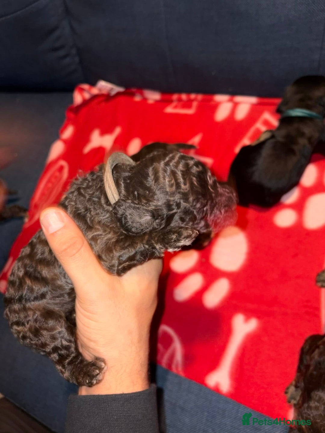 Cockapoo dogs for sale: Stunning health tested F1b cockapoos - Advert 8