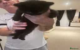 British Shorthair cats for sale: GCCF  black little girl remaining  - Image 5