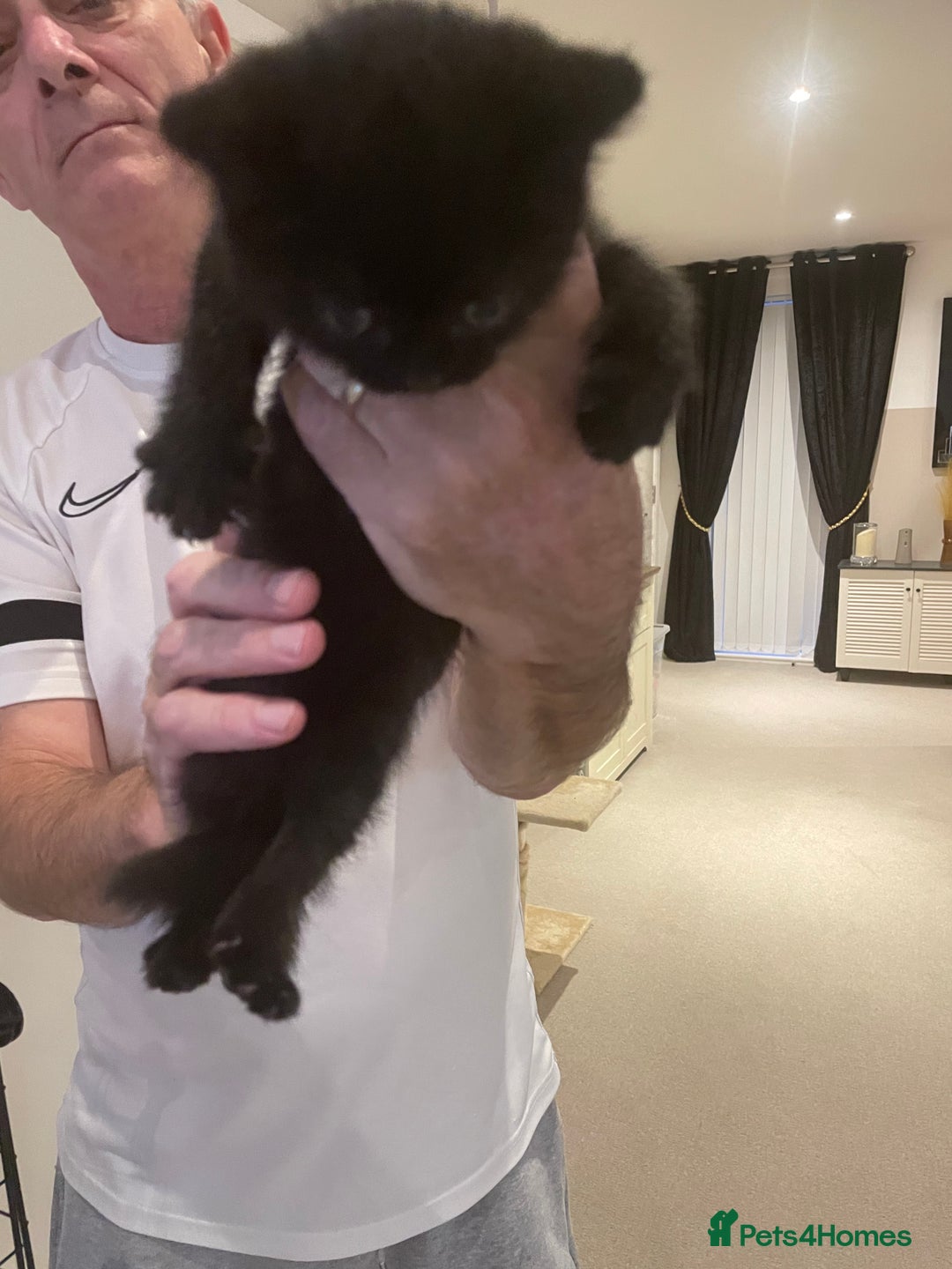 British Shorthair cats for sale: GCCF  black little girl remaining  - Image 5