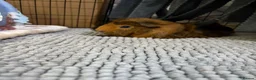 Guinea Pig rodents for sale: 2 male Abyssinian guinea pigs  in Radstock - Advert 3