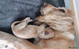 Cocker Spaniel dogs for sale: Working Cocker Spaniel Puppies for Sale - Image 14