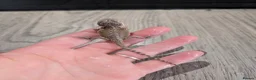 Bearded Dragon reptiles for sale: Baby bearded dragons  - Advert 15