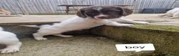 English Springer Spaniel dogs for sale: Working English springer pups  in Littleborough - Advert 16