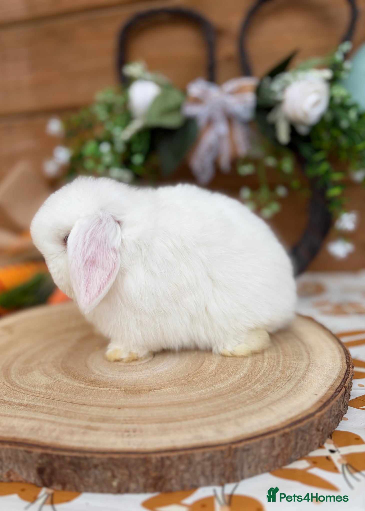 Mini Lop rabbits Well Socialised Mini Lop Babies  - Advert 2