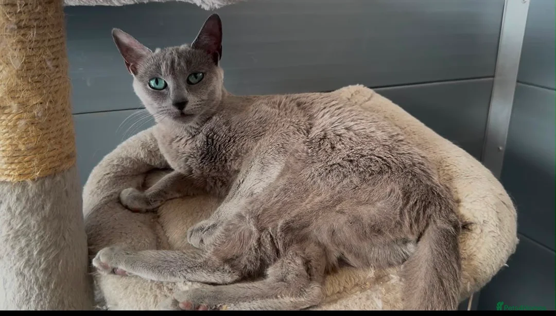 Russian Blue cats for sale: Beautiful russian blue girl in need new home - Advert 2
