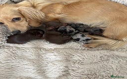 Miniature Dachshund dogs for sale: Long haired mini male dachshunds pups KC reg  - Image 18