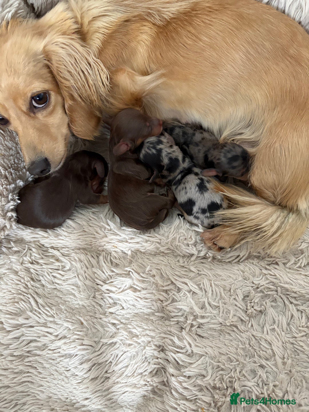 Miniature Dachshund dogs for sale: Long haired mini male dachshunds pups KC reg  - Image 18