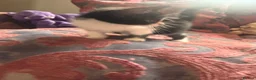 Mixed Breed cats for sale: Litter of 5 Kittens – Ready Soon  - Advert 6