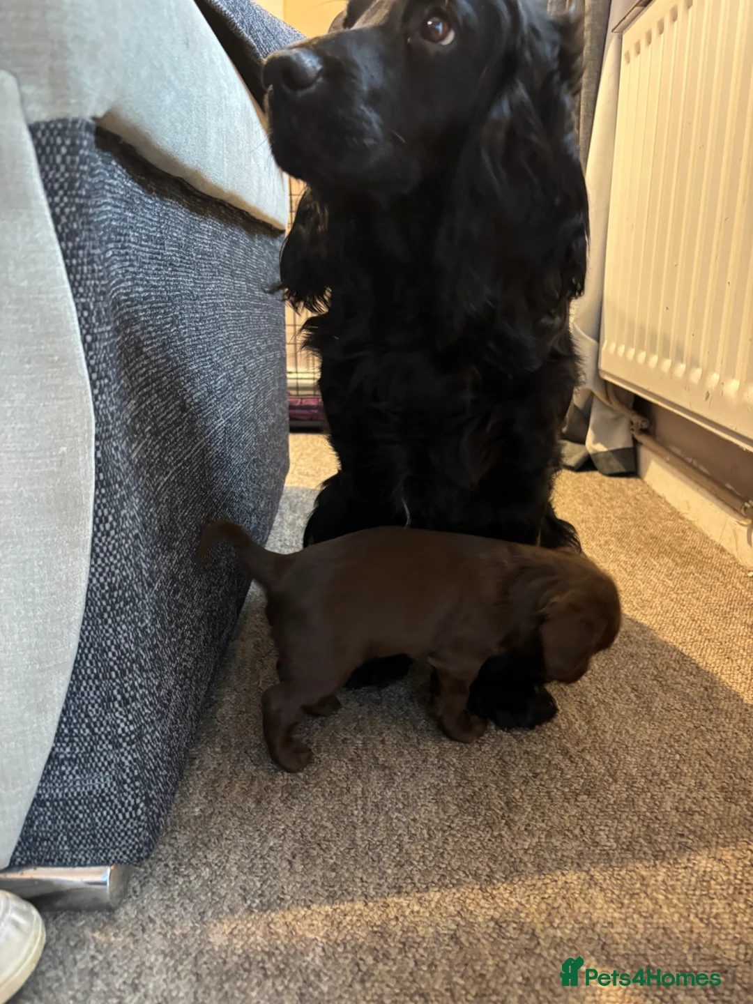 Cocker Spaniel dogs for sale: chocolate cocker spaniel girl  - Advert 10