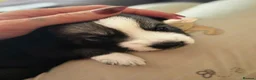 Siberian Husky dogs for sale: Pedigree Husky pups in Littlehampton - Advert 1