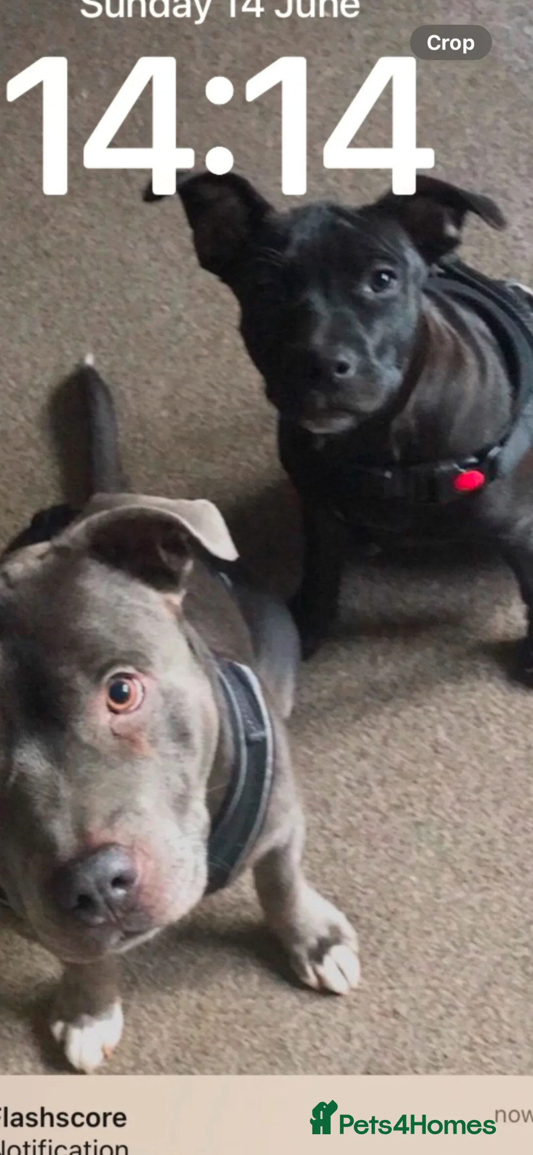 Staffordshire Bull Terrier dogs for sale: Black staffy girls  - Advert 2