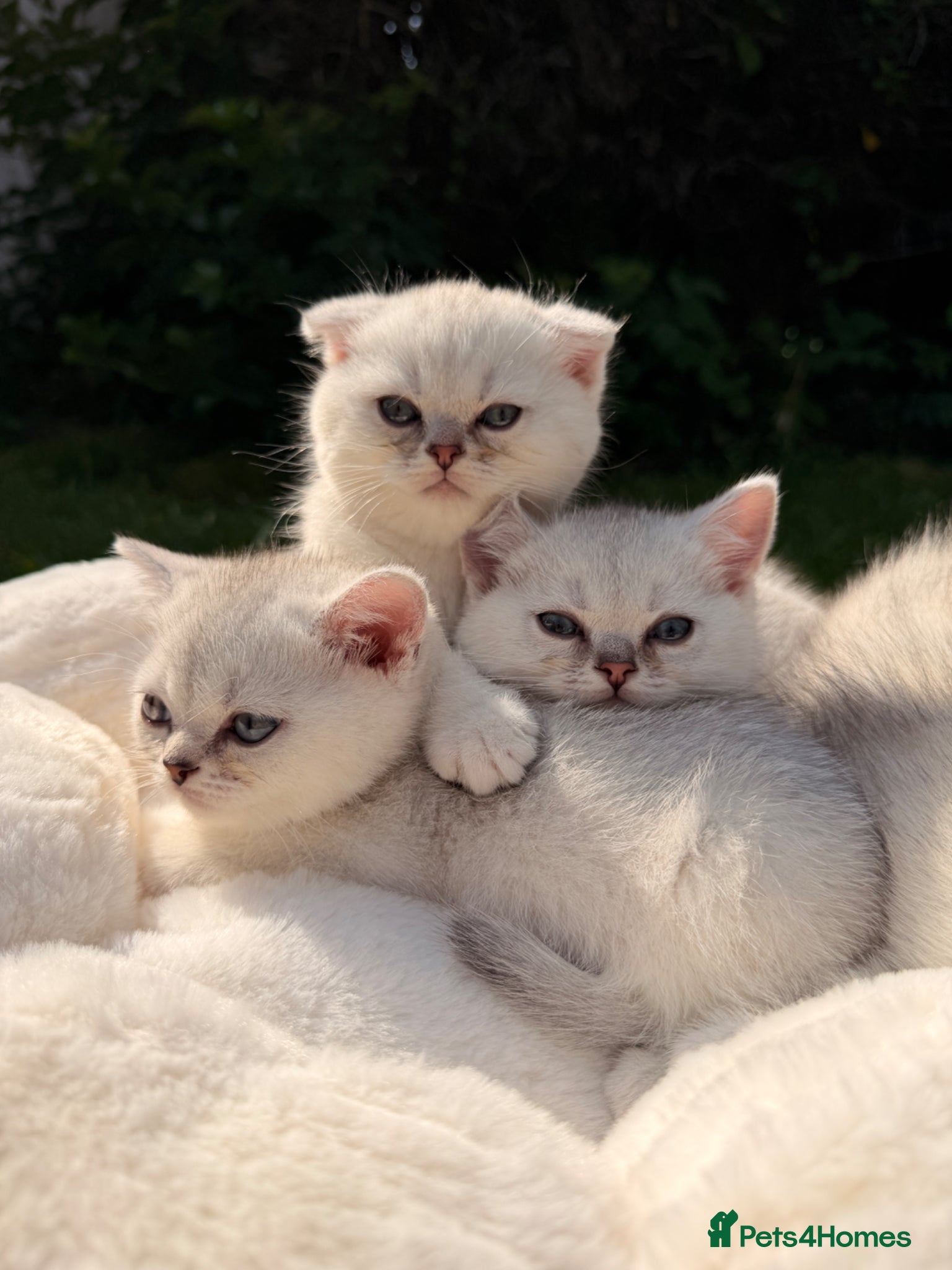 Scottish Fold cats Scottish fold/straight kittens - Advert 17