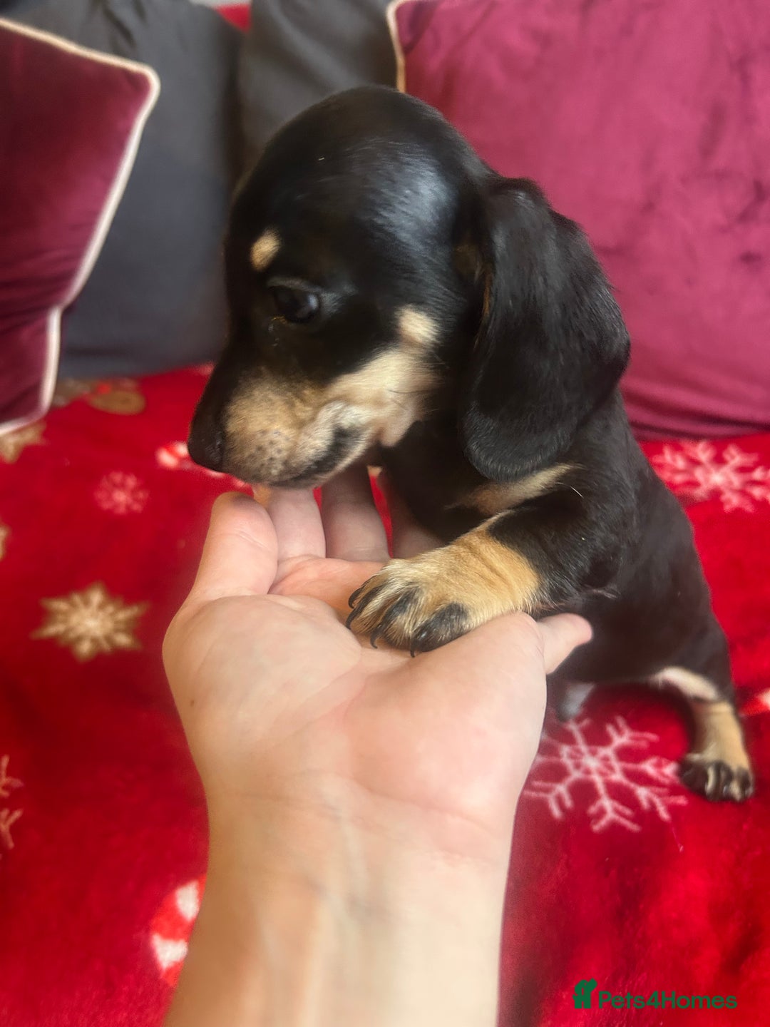 Miniature Dachshund dogs for sale: Miniature dachshund puppy’s  - Advert 11