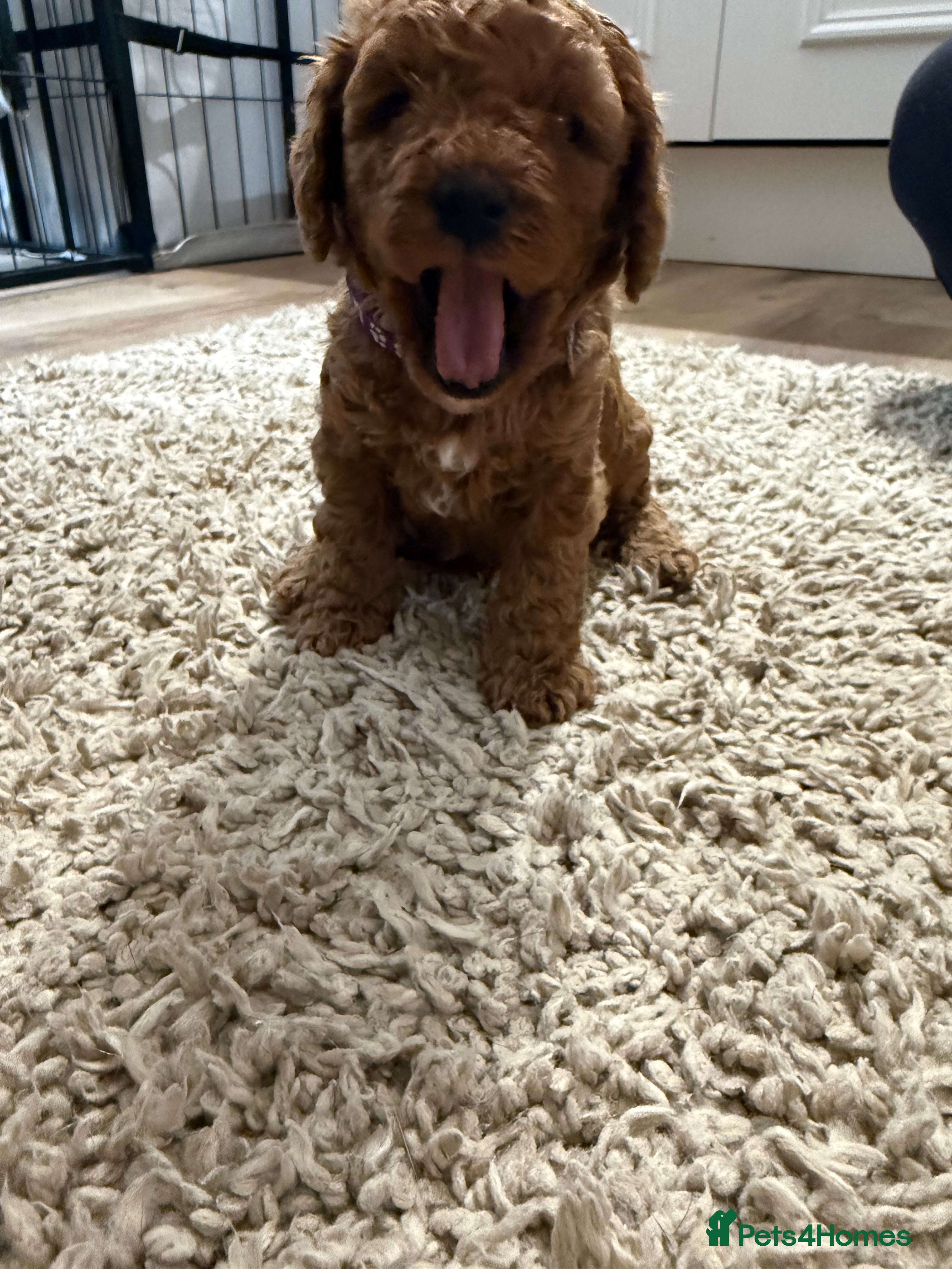 Cavapoo dogs F1bb toy cavapoo - Advert 12