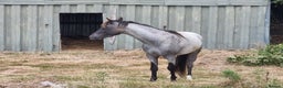 Arabian horse horses for sale: 2 yr old blue roan colt. Arab x welsh. Quick sale - Advert 8