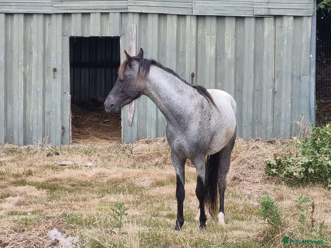 Arabian horse horses for sale: 2 yr old blue roan colt. Arab x welsh. Quick sale - Image 8