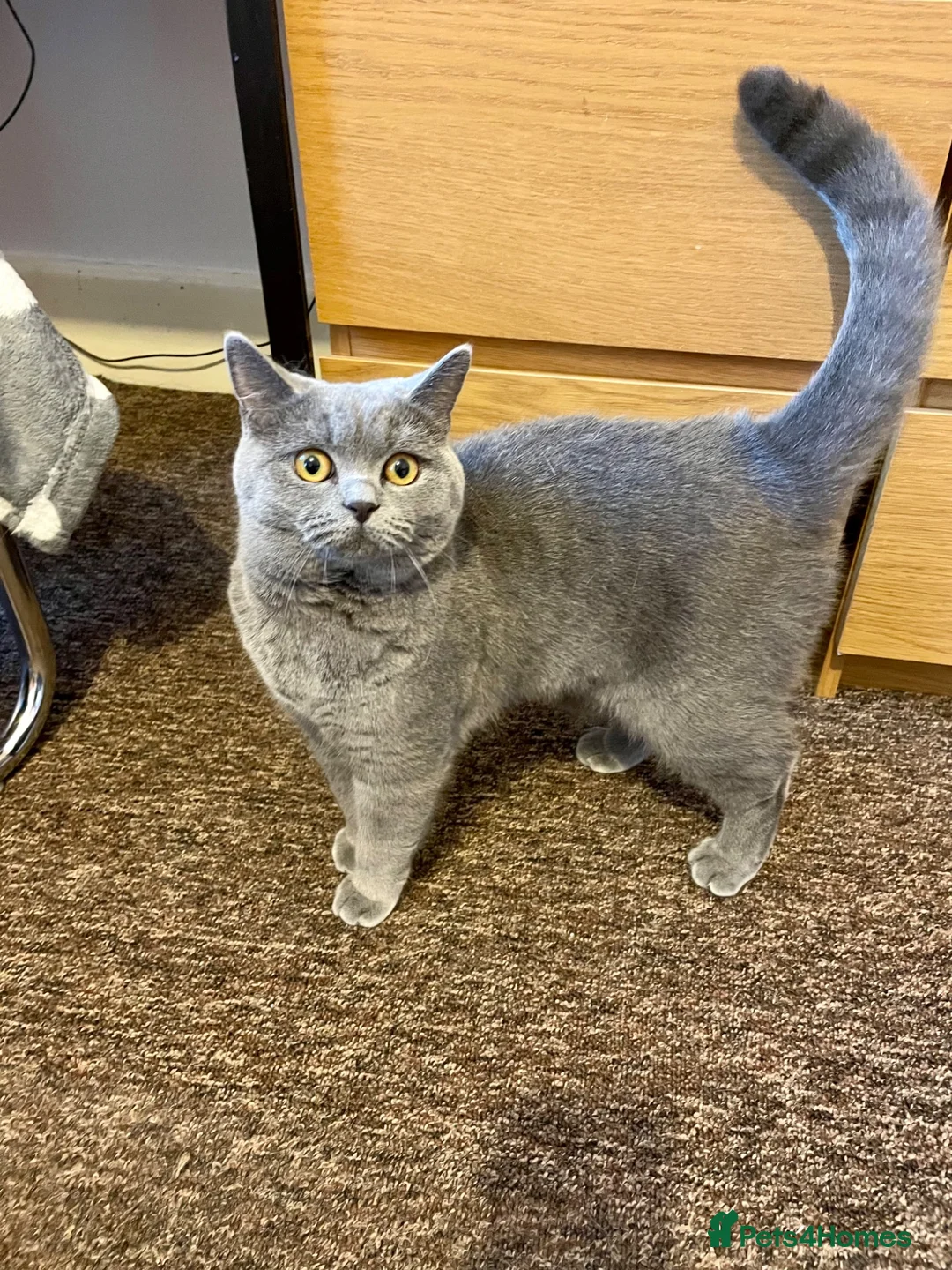 British Shorthair cats for sale: 🐱 Blue British Shorthair kittens 🐱  in Bournemouth - Advert 2