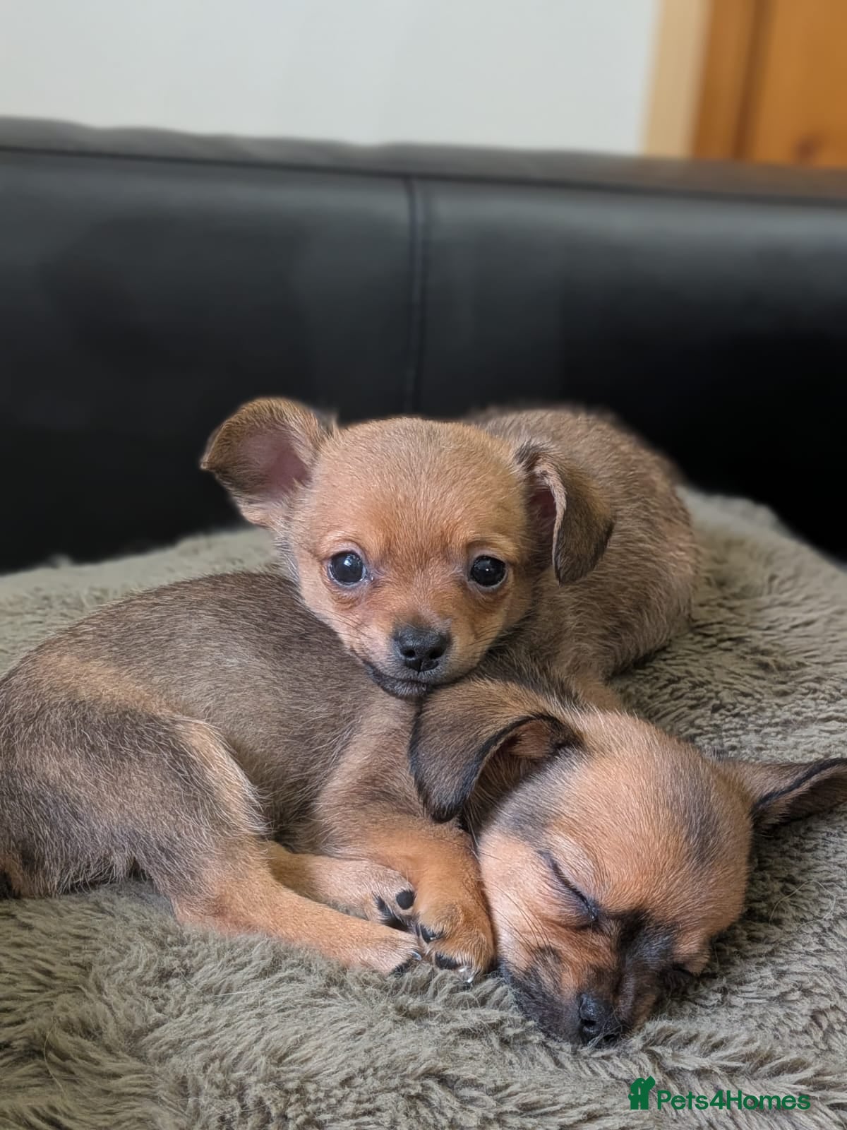 Chiweenie dogs Two beautiful tiny Chiweenies for sale - Advert 7