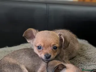 Chiweenie dogs Two beautiful tiny Chiweenies for sale - Advert 1