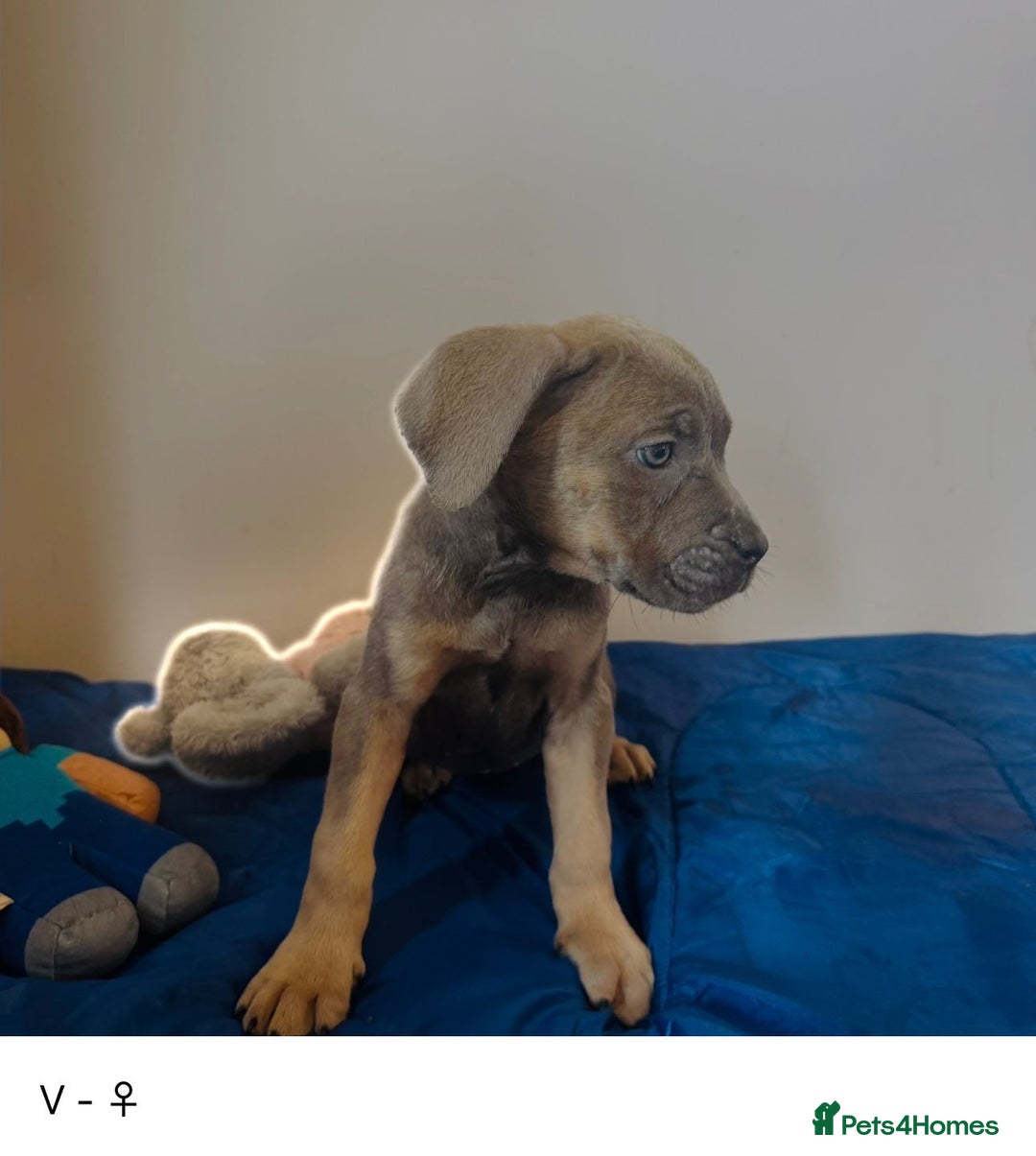 Cane Corso dogs for sale: Purebred Cane Corso Puppies - Advert 11