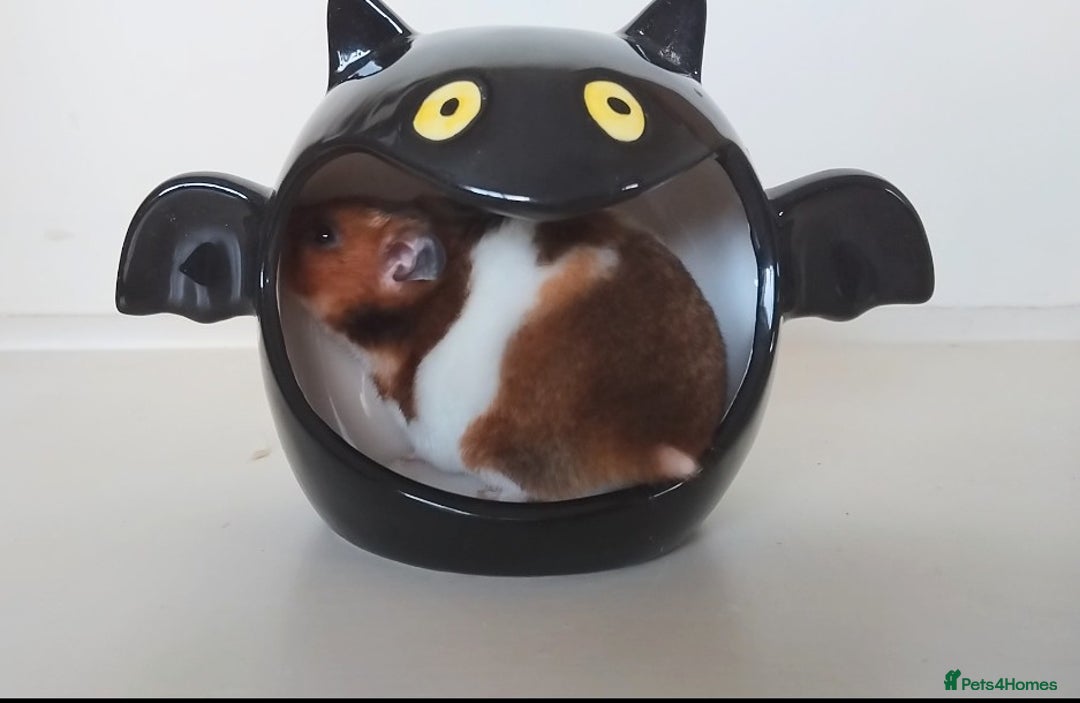 Hamster rodents for sale: Female Syrian Hamster Available for Adoption  - Image 3