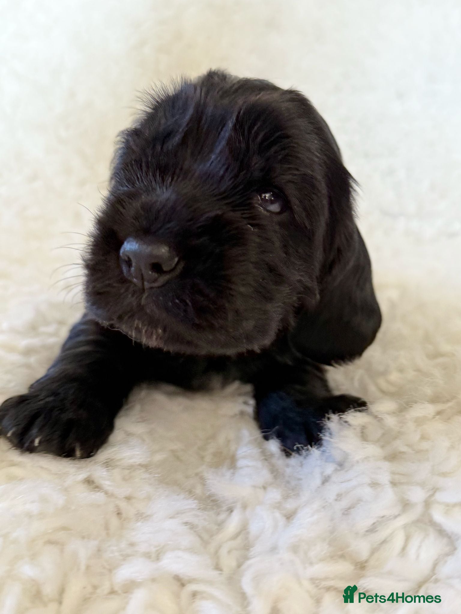 Cocker Spaniel dogs Health Tested KC Reg Showline Cocker Spaniel Pups - Advert 2