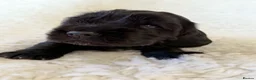 Cocker Spaniel dogs for sale: Health Tested KC Reg Showline Cocker Spaniel Pups - Advert 2