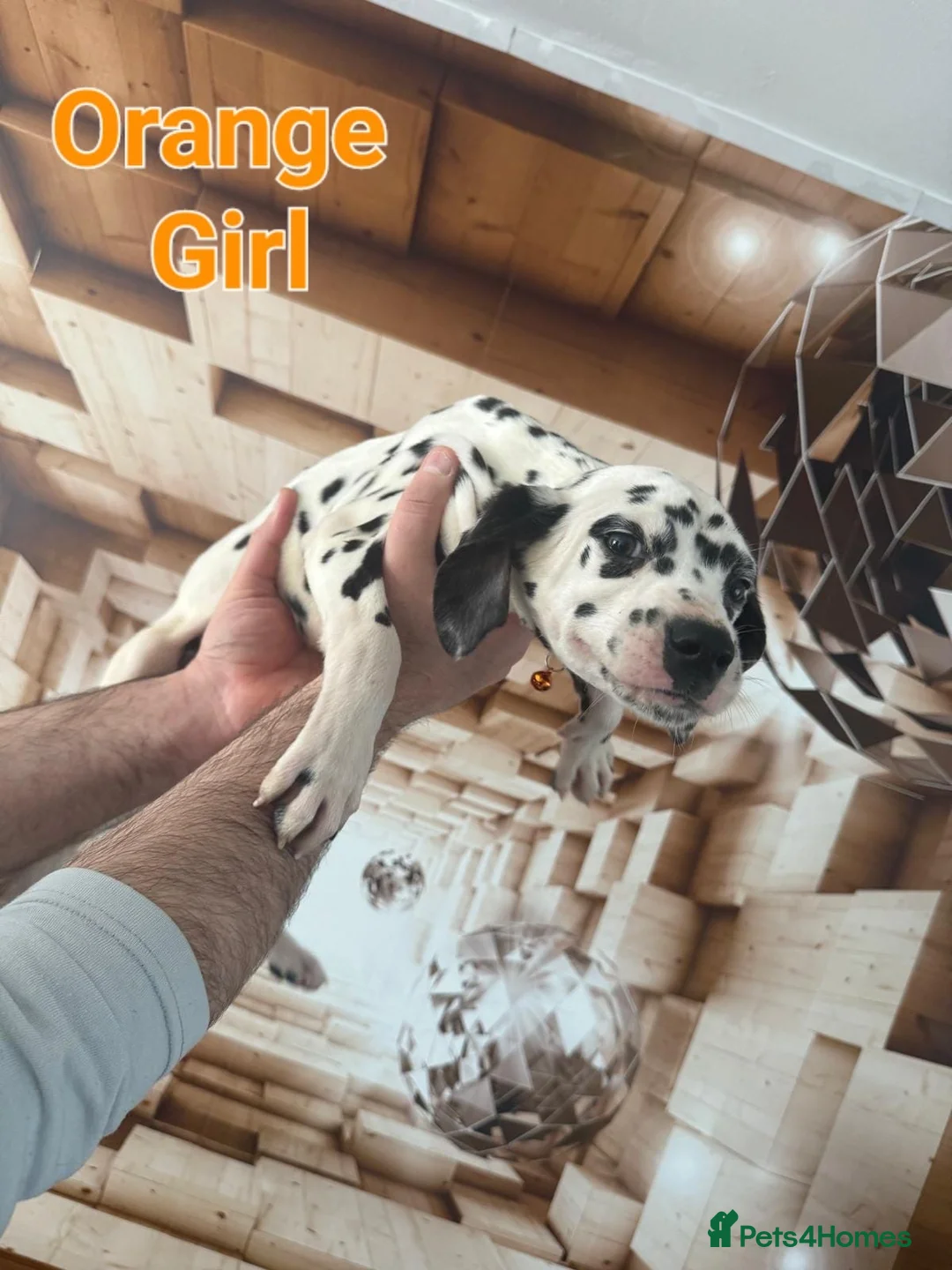 Dalmatian dogs for sale: 4 female Dalmatian puppies in Hull - Advert 10