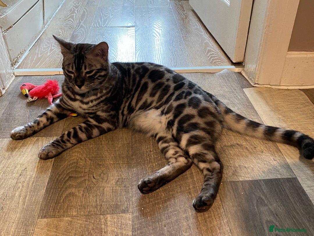 Bengal cats for sale: 💙Stunning Silver Charcoal black spotted tabby  - Advert 15