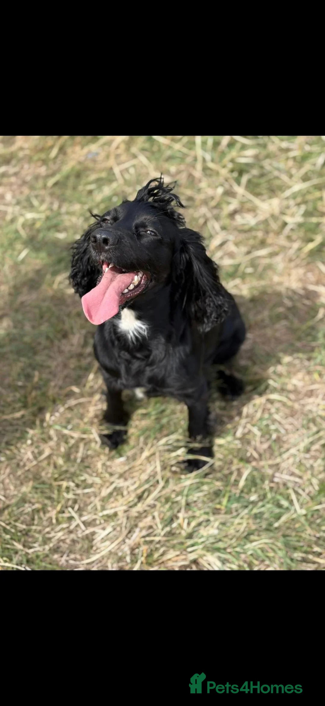 Cocker Spaniel dogs for sale: 5 x beautiful cocker spaniel puppies - Advert 1