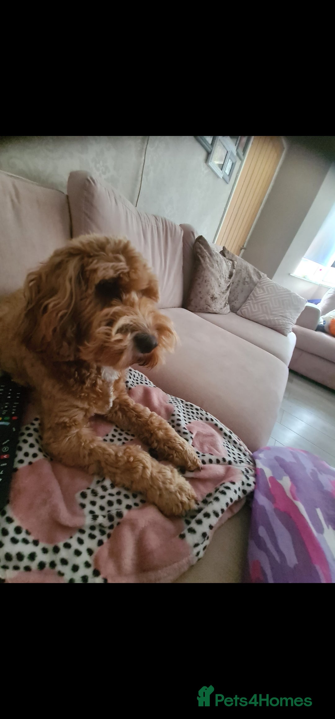 Cockapoo dogs for sale: Rehoming due to desperate change in circumstances  - Advert 2