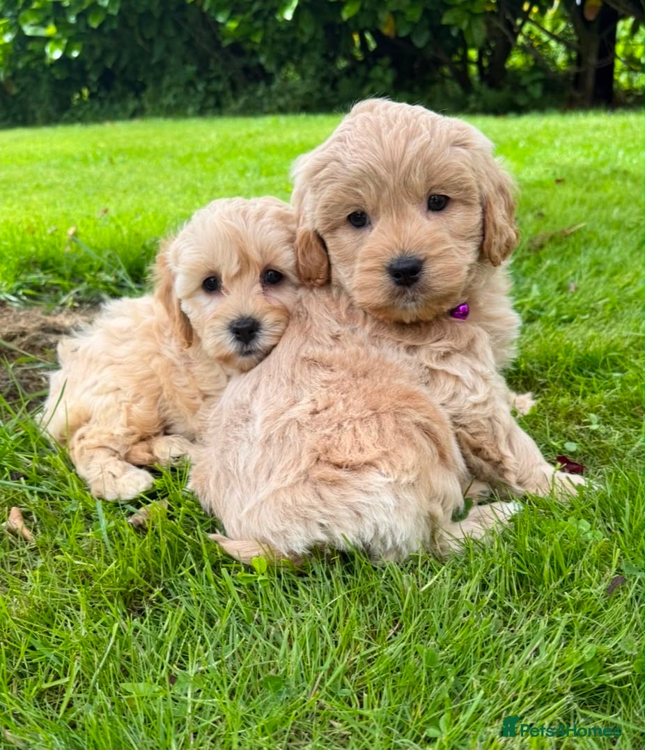 Shihpoo dogs ShihPoo Puppies (ShihTzu x Toy Poodle - Advert 1