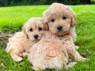 Shihpoo dogs ShihPoo Puppies (ShihTzu x Toy Poodle - Advert 1