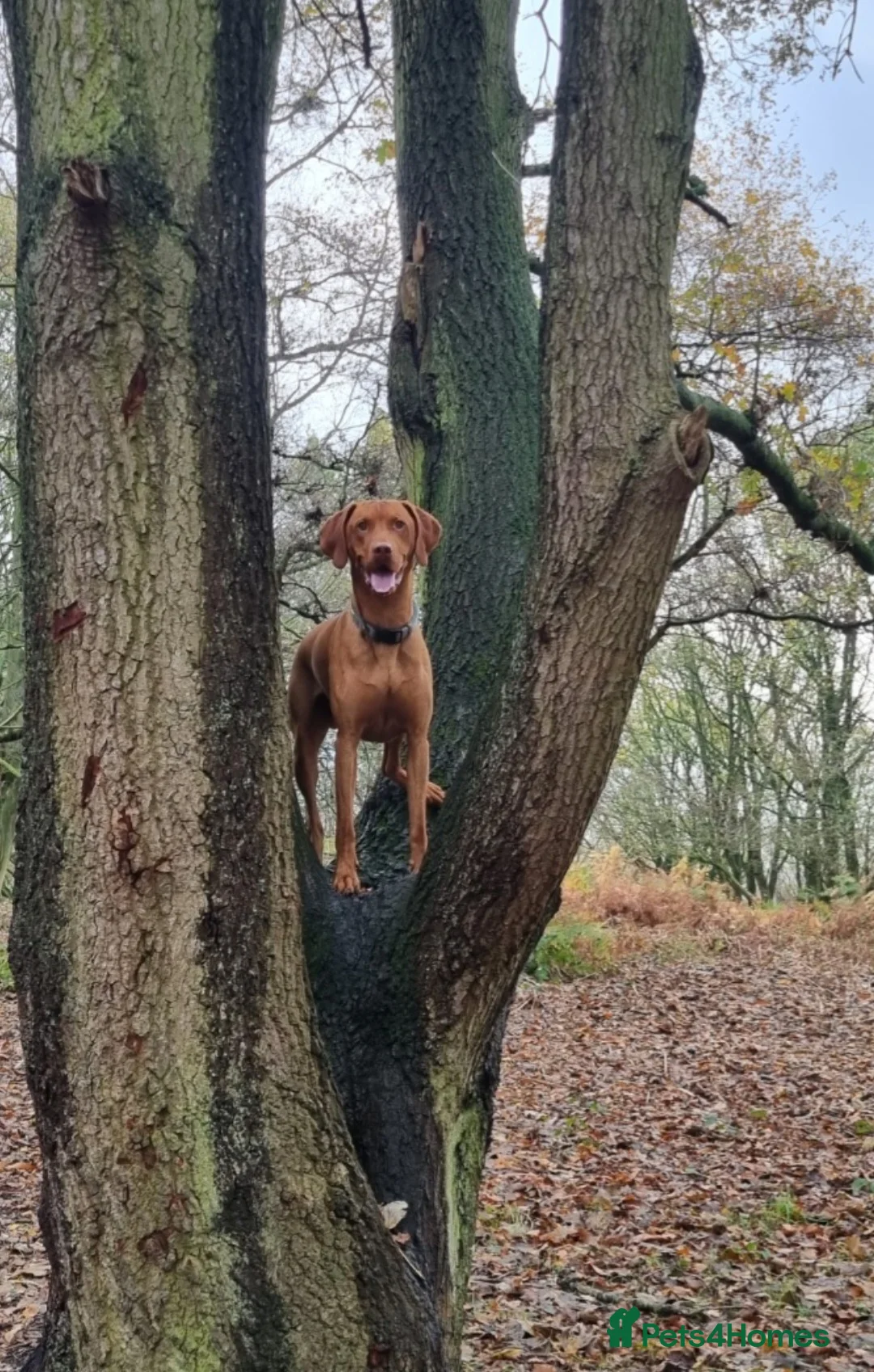 Hungarian Vizsla dogs for stud: Rummy the Vizsla- Available for Stud FREE!! in Middlesbrough - Advert 16