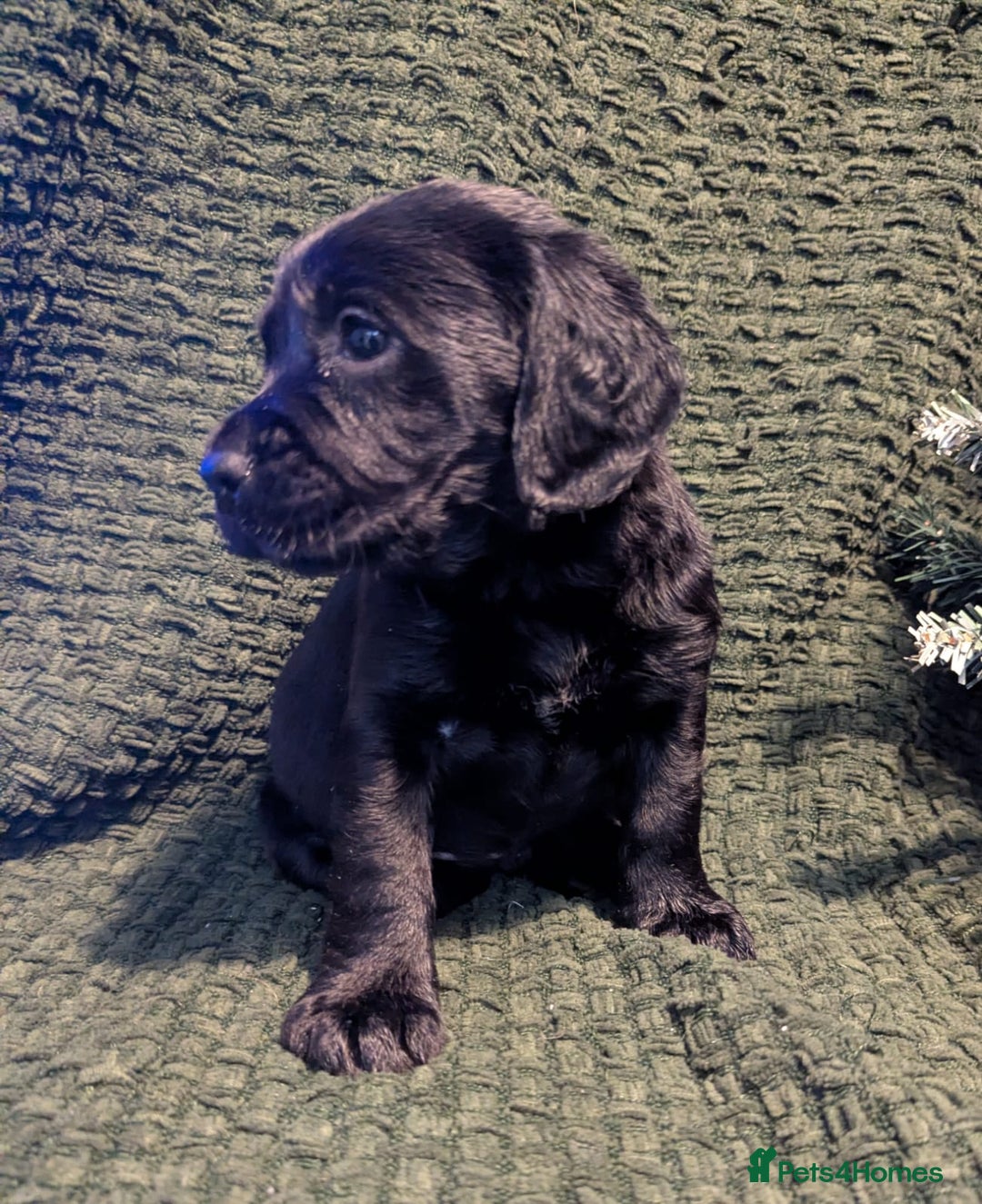 Cockerdor dogs for sale: Cockador Puppies - Advert 7