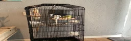 Budgerigars birds for sale: 2x baby budgies / cage / accessories included  - Advert 4