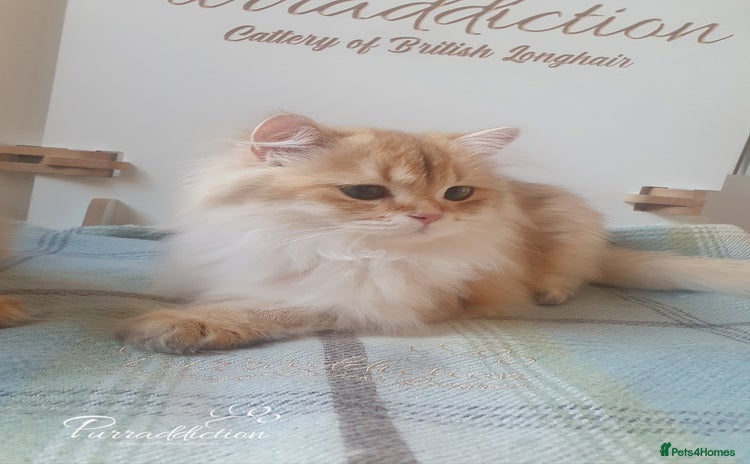 British Longhair cats - Advert 6