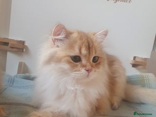British Longhair cats - Advert 6